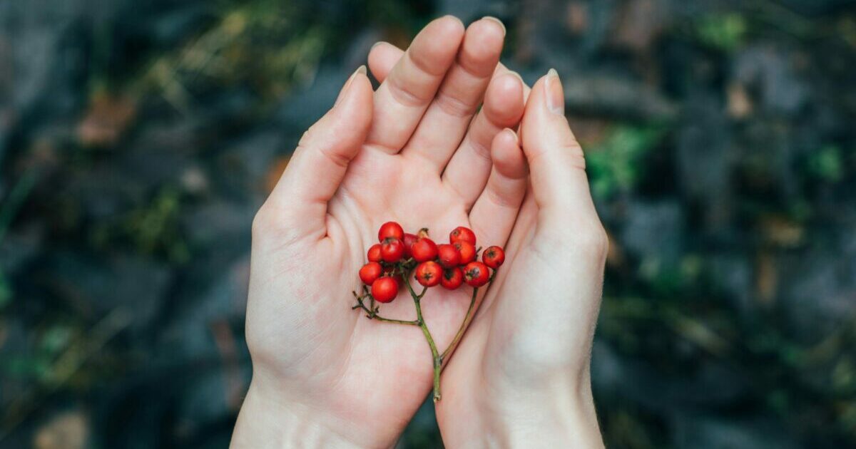 Goji-Berries